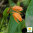 orquidea Coelogyne miniata