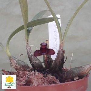 orquidea negra preço