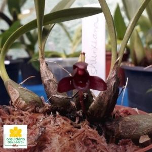 orquídea negra preço