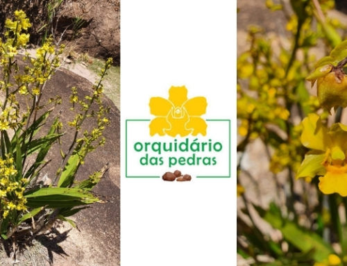 Cyrtopodium andersonii  – A Orquídea que nasce em PEDRA