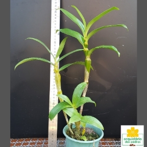 Dendrobium densiflorum preço