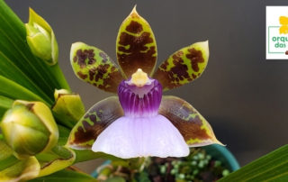 orquídea espécie
