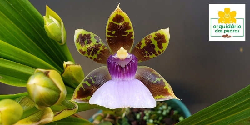 orquídea espécie