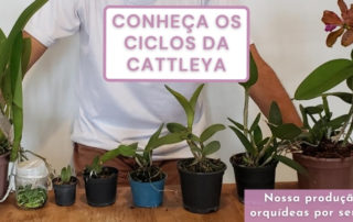 produtor de orquidea cattleya