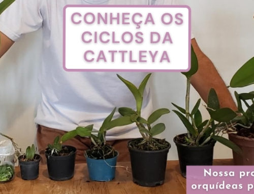 Conheça os ciclos da Cattleya | Produção de orquídeas por sementes!