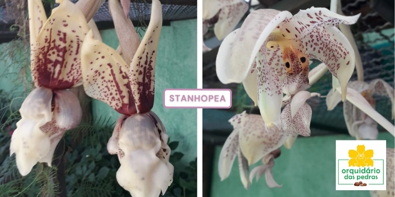 Como cuidar da orquídea Stanhopea