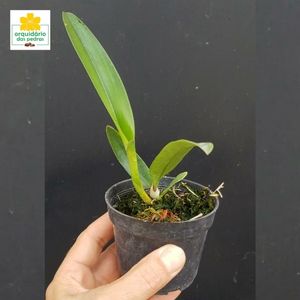 Lc Roebling - Orquídea Lilás