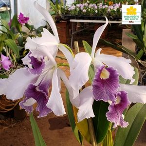 orquídea lilás