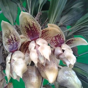 Orquídea pendente